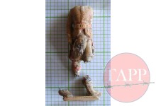 Toy Gordon Highlander