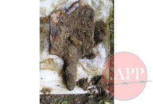 Entrenching tool was found alongside a water bottle