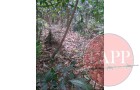 Old slit trenches can still be found amidst the foliage lining the tracks. These may not be wartime howver as SAF has used the area for many years for training
