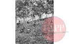 Advancing through a plantation