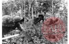 Japanese troops advancing through a plantation