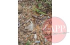 Ammunition found on the surface