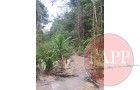 Forestation interspersed with streams and creeks
