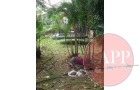 The pit is positioned behind the kitchens under a young growth of bamboo
