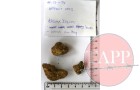 Coral or Animal Bone
