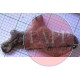 The 'Shark Badge' p.207