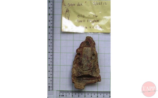 Shell Fragment p.152 - Artifacts | Adam Park | Virtual Museum